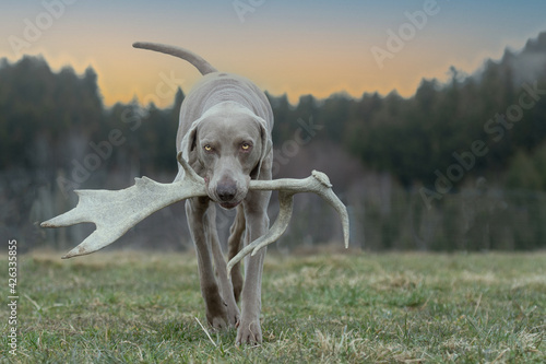 Weimaraner apportiert Geweih