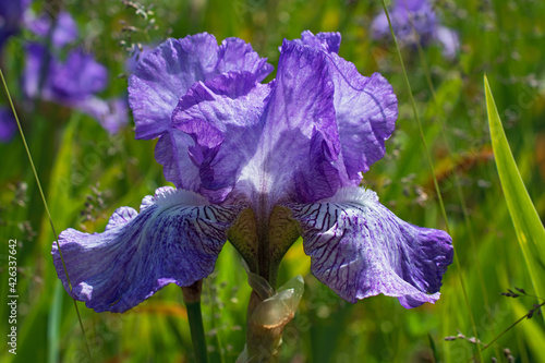 Macro view of fresh violet iris flower