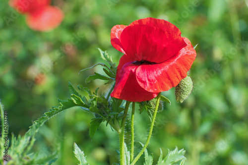 Beautiful  lonely red  fresh poppy flower with green leaves and  bud
