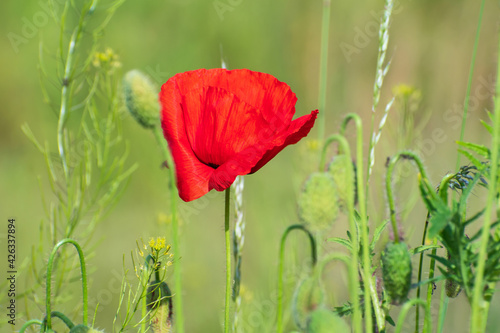 Beautiful  lonely red  fresh poppy flower and some buds