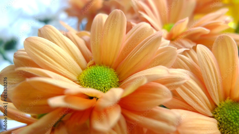 Simple daisy like flowers, close-up in natural light Simple daisy like flowers, close-up in natural light
