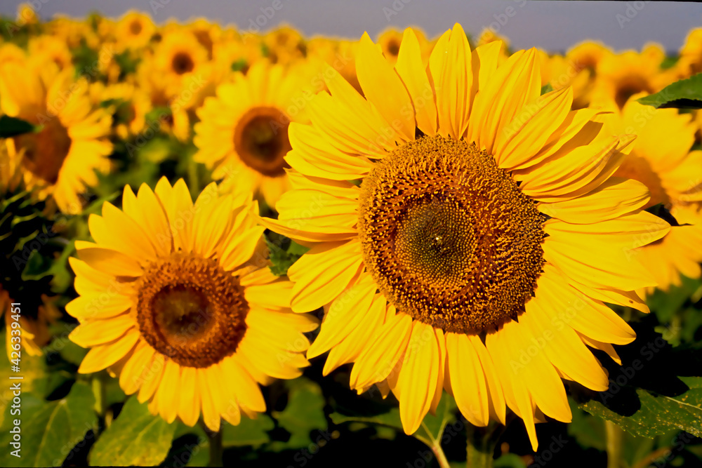 Fleurs de tournesol Helianthus annuus gros plan dans un champs en Charente Maritime France