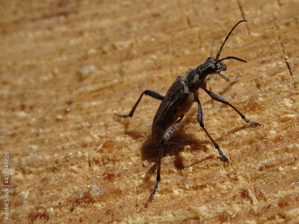 Rhagium inquisitor, the ribbed pine borer on wood in sunlight. Rhagium inquisitor, the ribbed pine borer on wood in sunlight.