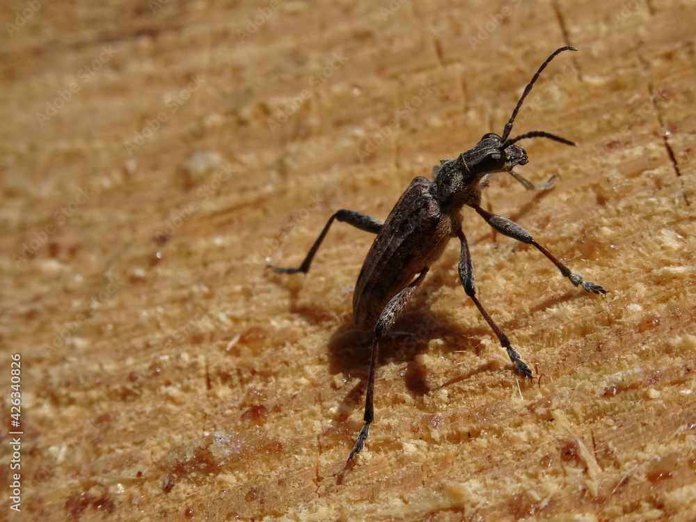 Rhagium inquisitor, the ribbed pine borer on wood in sunlight.