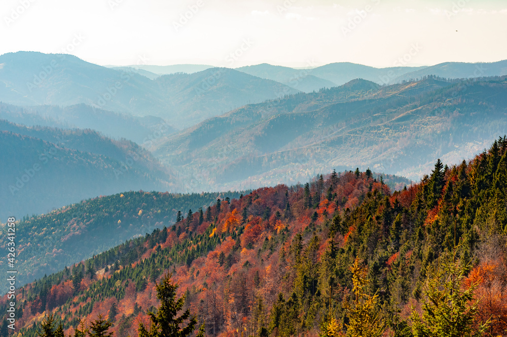 Mountain wilderness landscape, panorama forest-covered mountain range hills, nature Carpathians Ukraine, warm autumn day October.