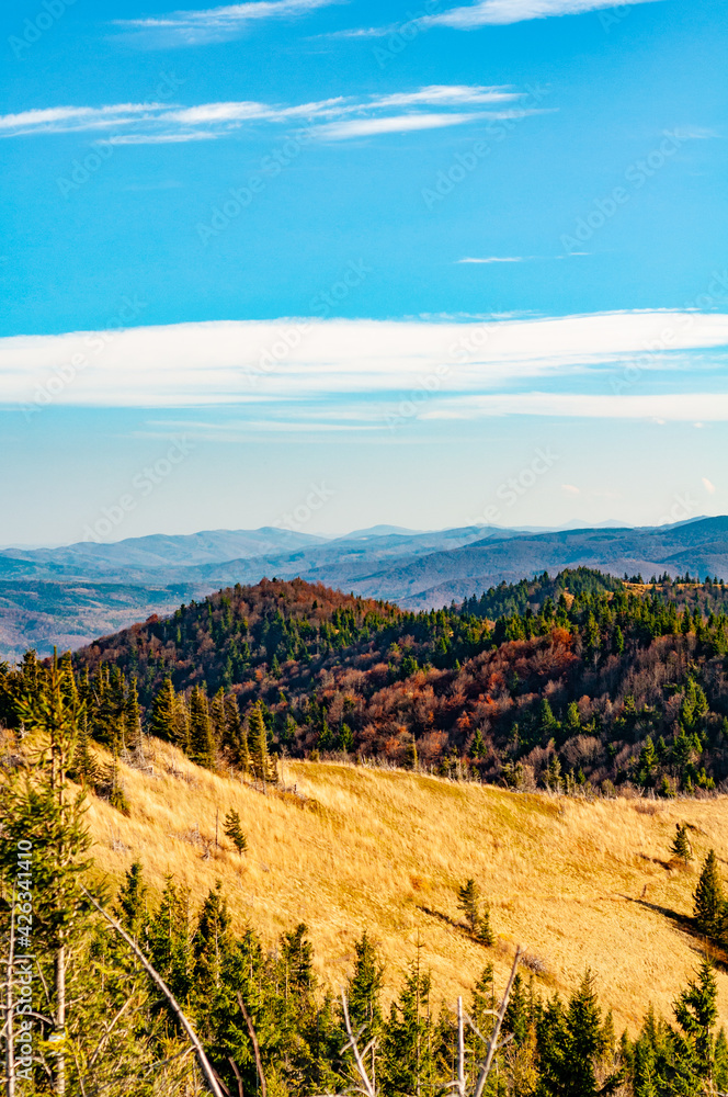 Close-up mountain slope with green fir trees and yellowed grass, hill mountain range nature Carpathians, Ukraine