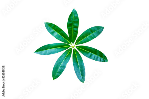 Cerbera odollam leaf with white background.Suicide tree  Cerbera odollam  commonly known as pong-pong  mintolla  and othalam  a fruit known as othalanga that poison used for suicide and murder.