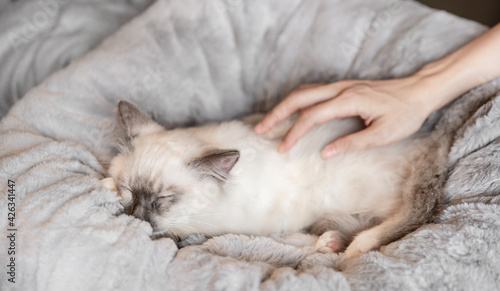 A hand is stroking the sleeping kitten in soft cat bed 