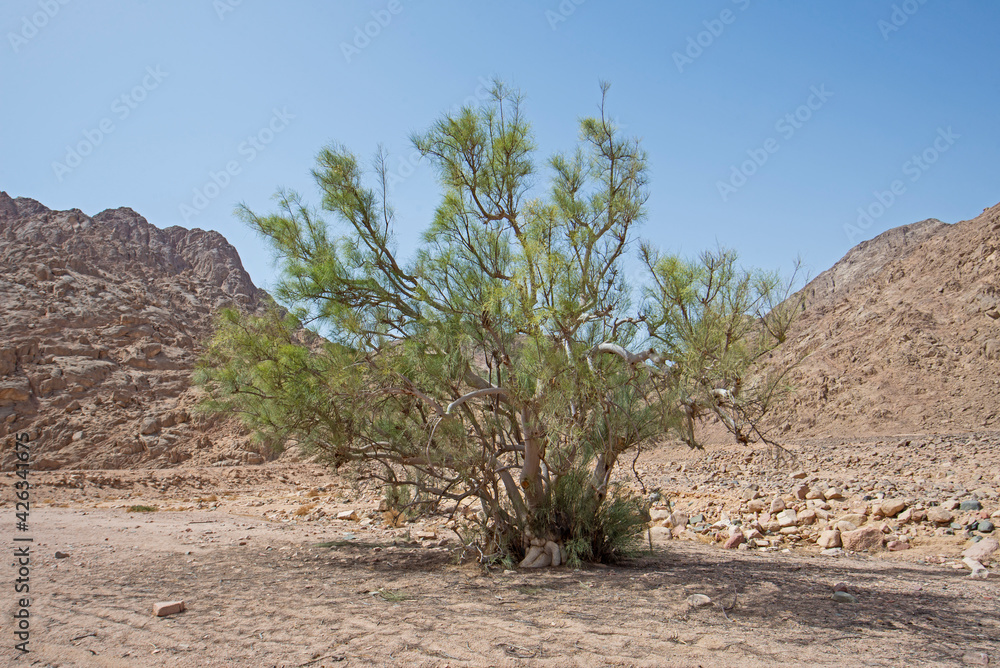 Barren desert landscape in hot climate with acacia tree Barren desert landscape in hot climate with acacia tree