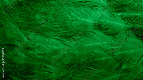 macro photo of green hen feathers. background or textura