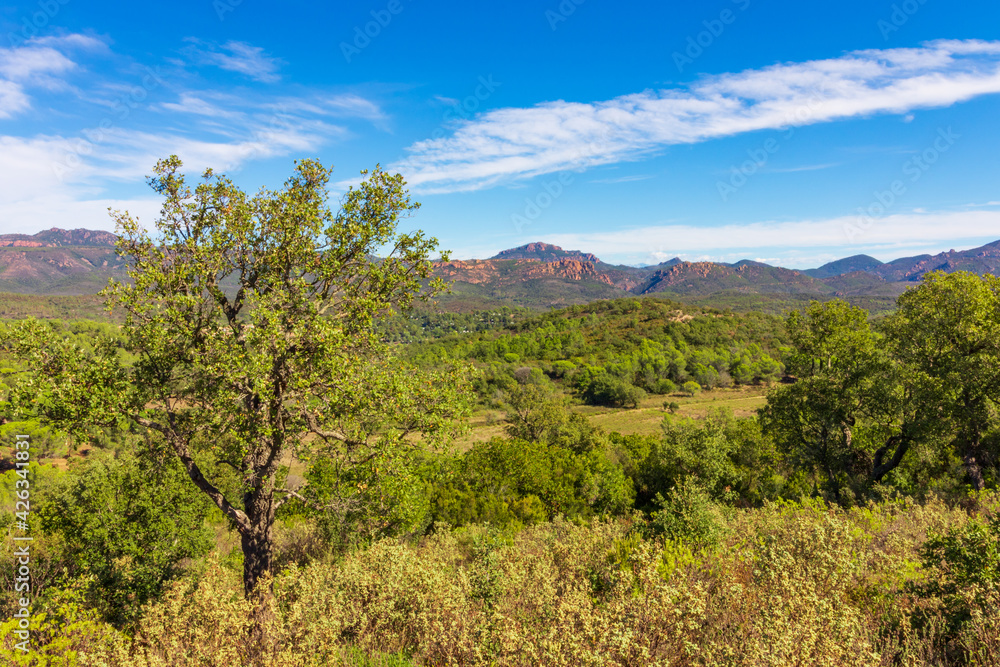 Mediterranean scrubland on a sunny day