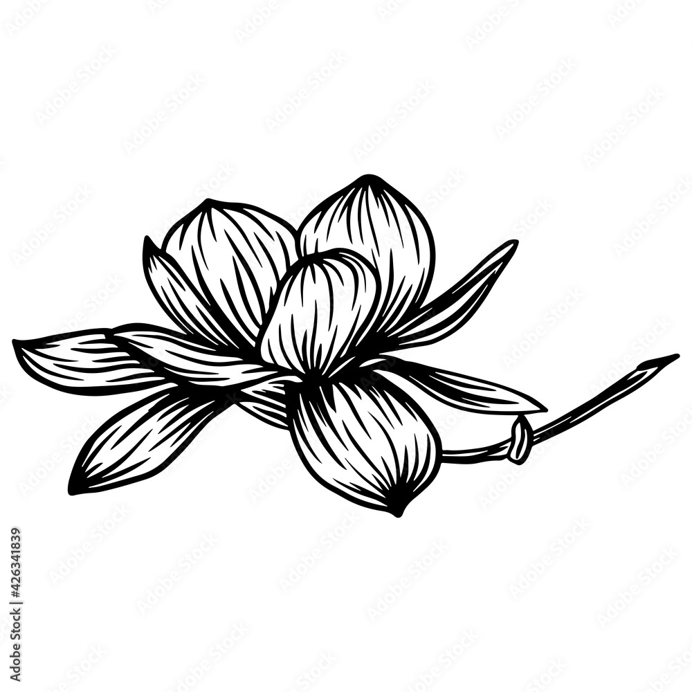 Fototapeta premium Trendy doodle illustration with black magnolia outline. Spring flower hand drawn vector illustration. Black and white with line art on white backgrounds