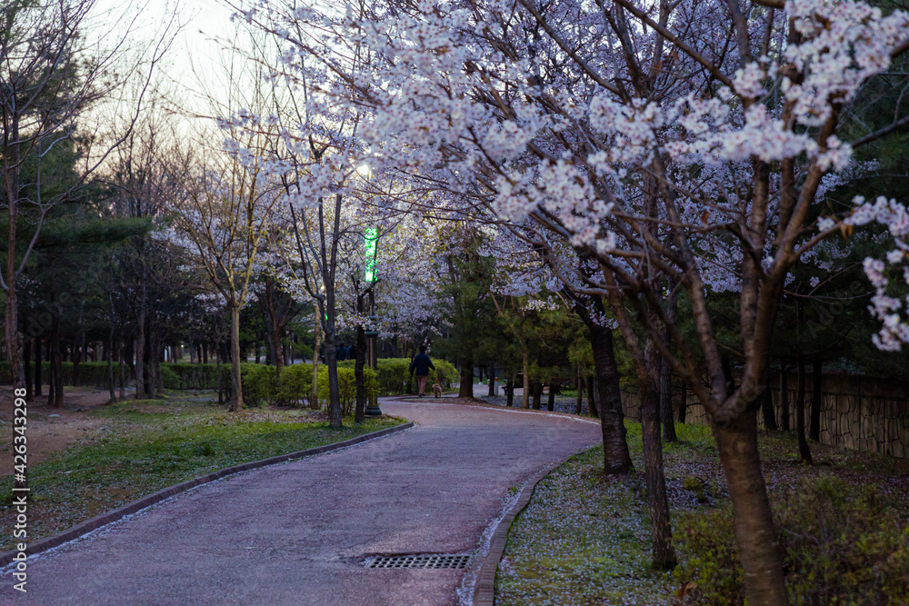 A park road in full bloom