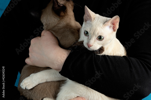 Quadro em tela Two young thoroughbred tonkinese female cats of the fawn and seal mink colors in