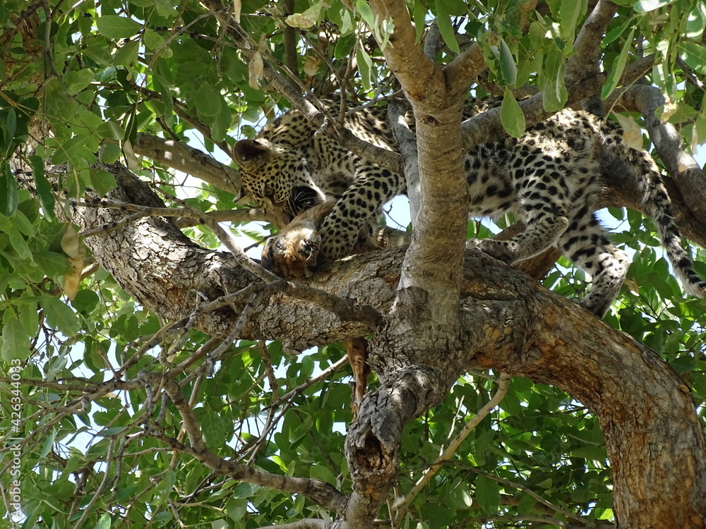 a leopard in a nationalpark a leopard in a nationalpark