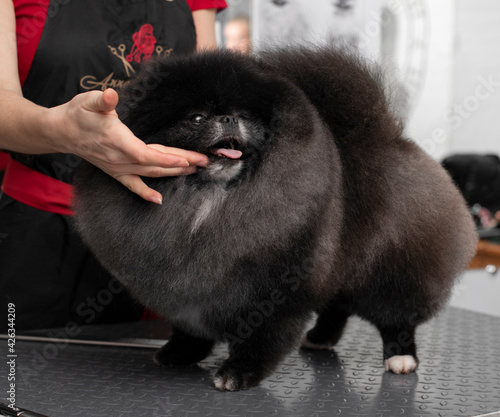 Spitz grooming. Grooming by a professional groomer in the salon. Happy dog at the groomer. Appointment with the veterinarian. The groomer holds the dog with his hand. Pet haircut. Dog show