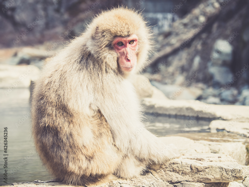 Obraz premium Japanese macaques in Nagano. Jigokudani Monkey Park. Japan.
