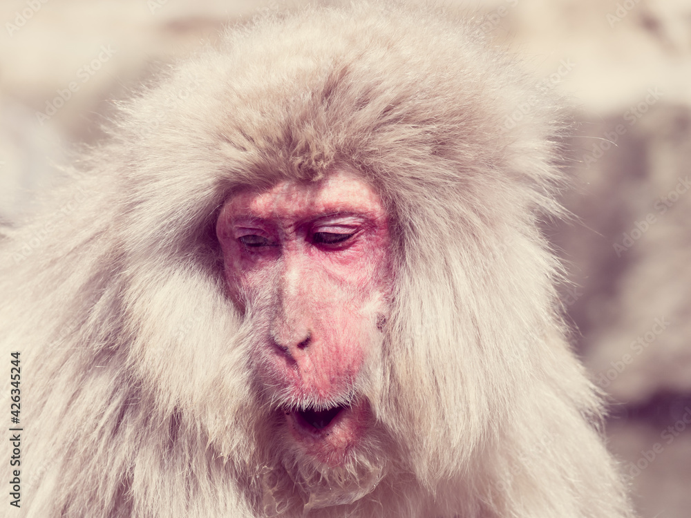 Obraz premium Japanese macaques in Nagano. Jigokudani Monkey Park. Japan.