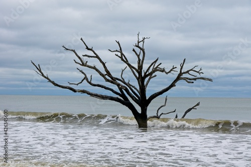 Dead trees in sea in Botany Bay Plantation Heritage Preserve and Wildlife Management Area on Edisto Island in South Carolina USA photo