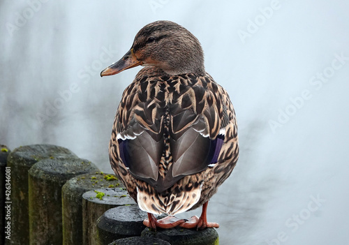 Stampa su tela Closeup shot of a mallard duck on a fence