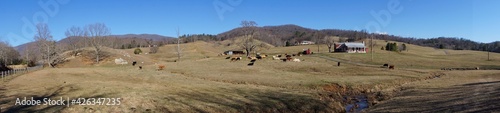 Cattle farm in Virginia USA © Bennekom