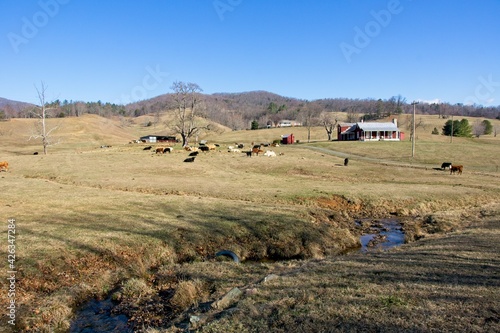 Cattle farm in Virginia USA