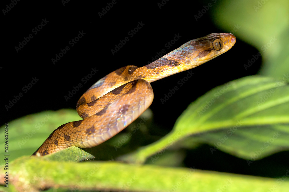 Naklejka premium Mapepire Corde Violon, Blunthead Tree Snake, Imantodes cenchoa, Tropical Rainforest, Corcovado National Park, Osa Conservation Area, Osa Peninsula, Costa Rica, Central America, America