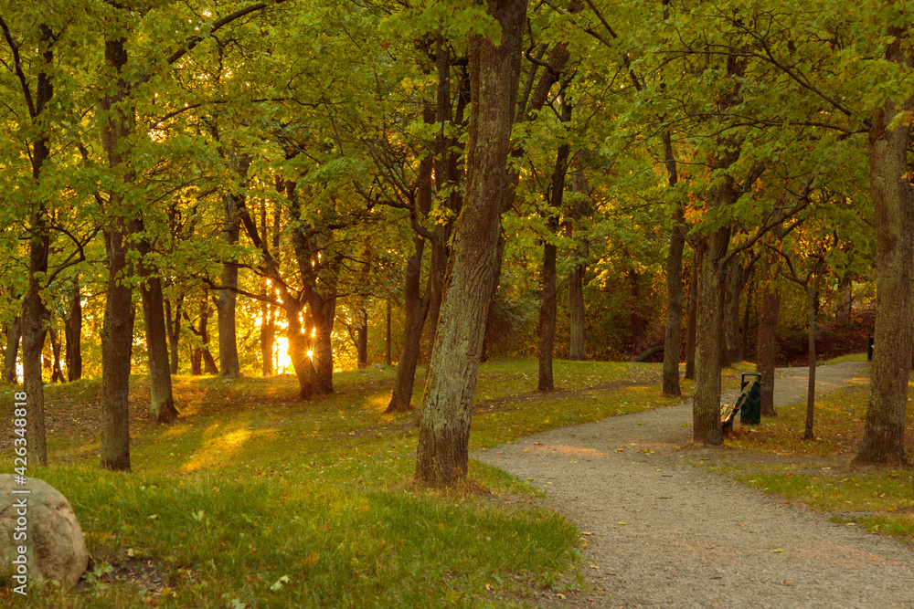 Naklejka premium path in the woods in a park