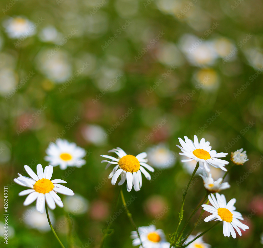 Fototapeta premium Blooming daisies in the sun on a blurry background of grass
