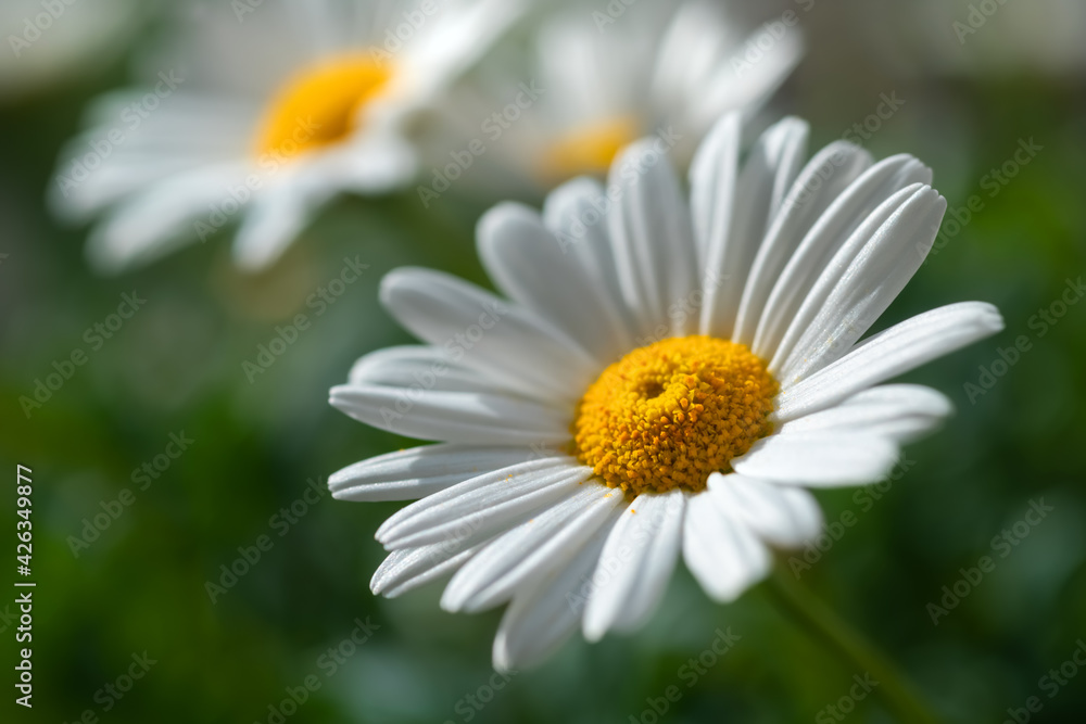 Margerite Leucanthemum vulgare Blume Blüte blauer Himmel Freisteller isoliert Symbol Liebe Sonne Sommer Frühling Makro Selektive Schärfe Fokus Garten Pflanze weiß gelb Symbol Daisy Sauerland Margerite Leucanthemum vulgare Blume Blüte blauer Himmel Freisteller isoliert Symbol Liebe Sonne Sommer Frühling Makro Selektive Schärfe Fokus Garten Pflanze weiß gelb Symbol Daisy Sauerland