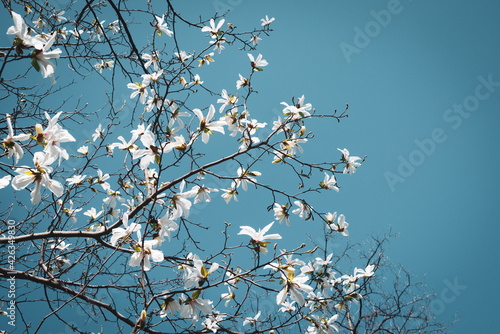 Magnolia tree bloom. Close up of magnolia white blossom tree flowers, close up branch, outdoor. Lily magnolia flower on blue sky blurry background. Macro of magnolia flower bloom. © rasa