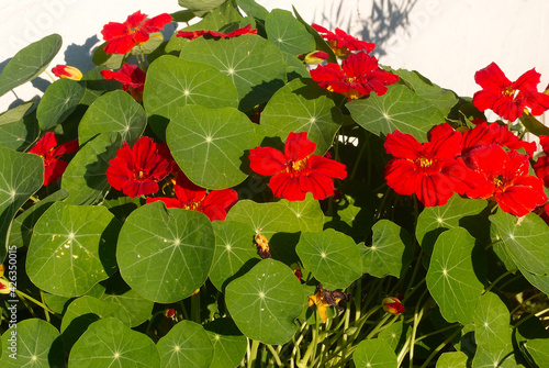 flower nasturtium