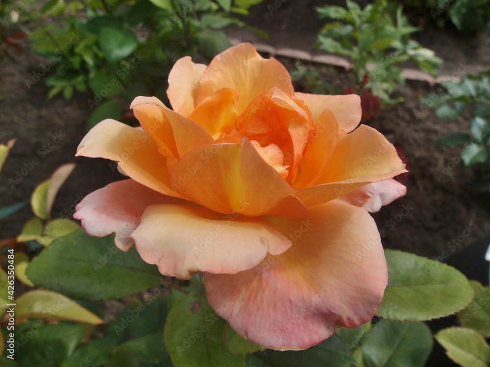 Fototapeta premium Moning rose