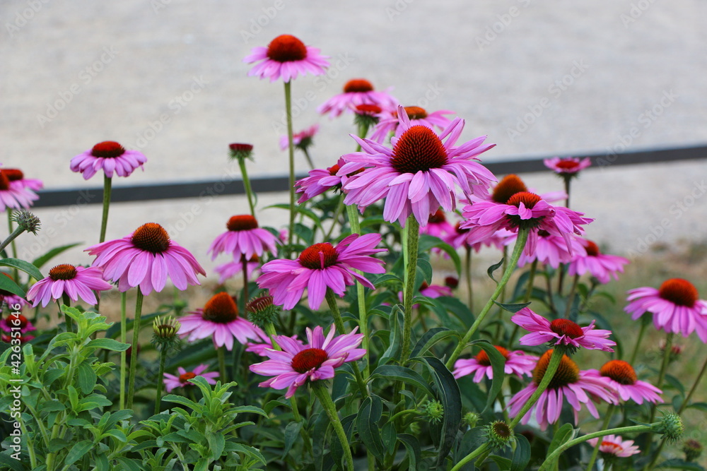 flowerbed which echinacea blooms magnificently on flowerbed which echinacea blooms magnificently on