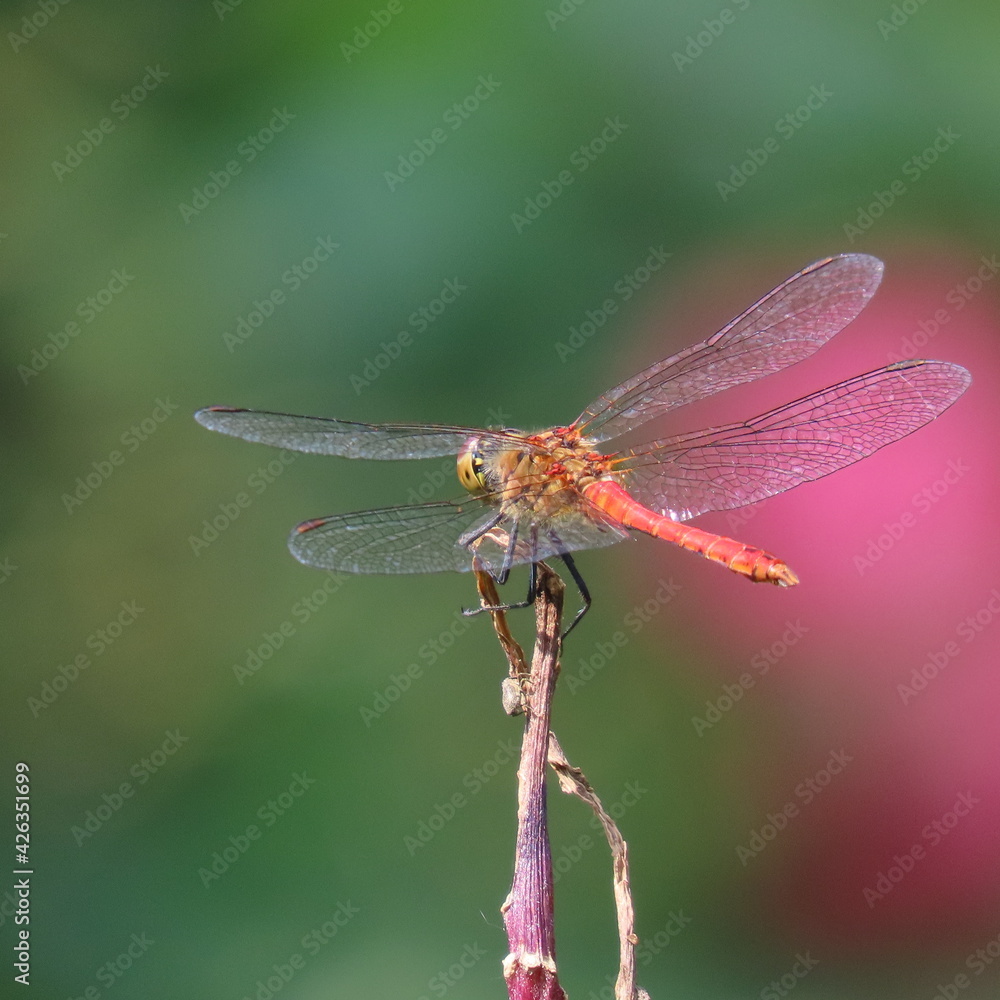 Sympetrum vulgatum,gemeine Heidelibelle Sympetrum vulgatum,gemeine Heidelibelle