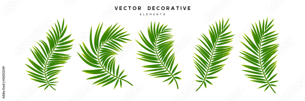 Fototapeta premium Set of palm leaves isolated on white background. Exotic tropical leaves for summer jungle design. Vector illustration.