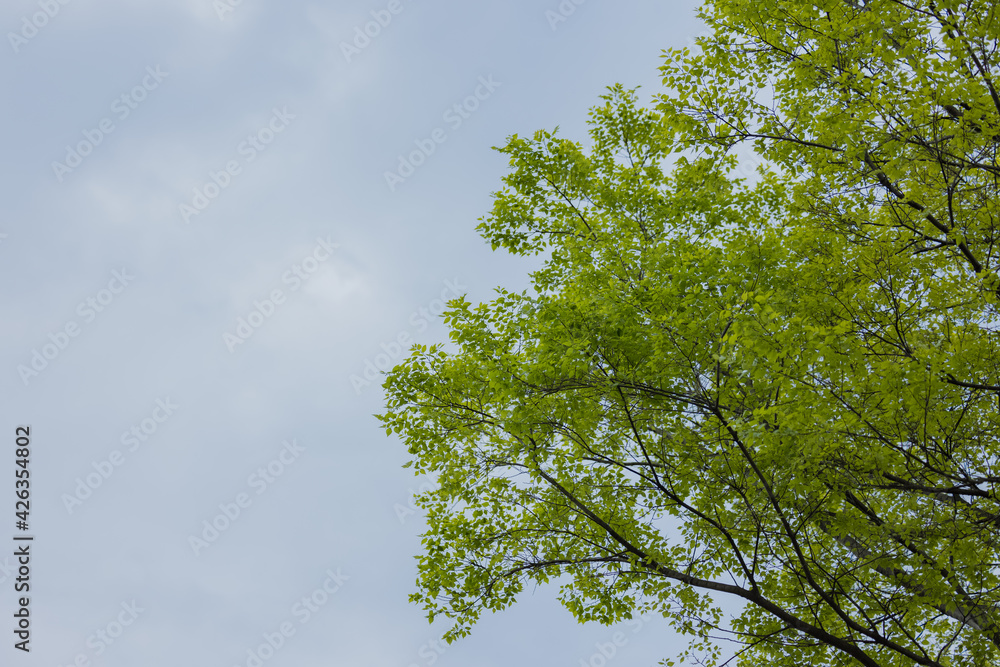 明るい空 明るい空