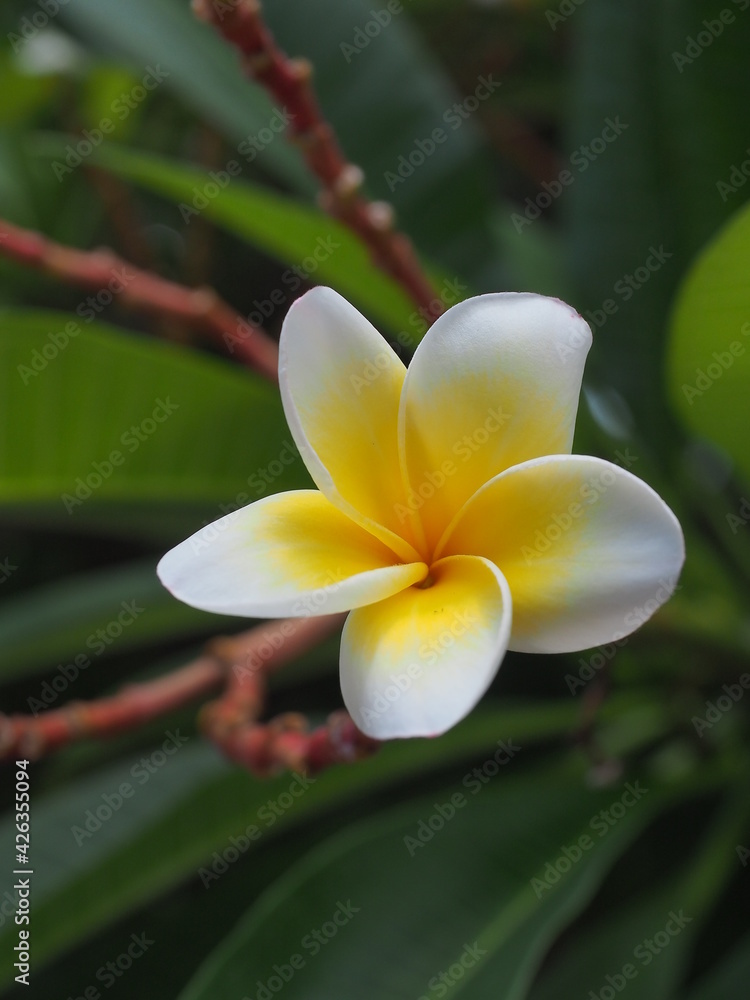 Fototapeta premium Plumeria, beautiful flower on a tree in somewhere park in thailand
