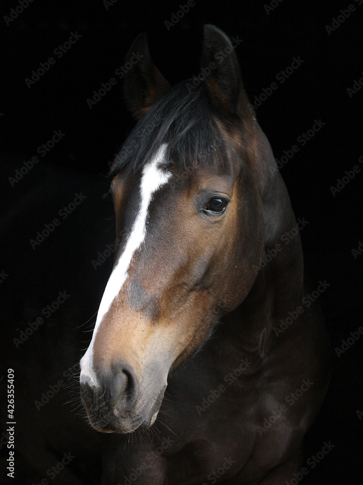 Obraz premium Beautiful Horse Head Shot