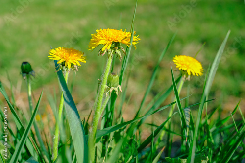 yellow dandelions on green grass close-up across green natural background. Copy space
