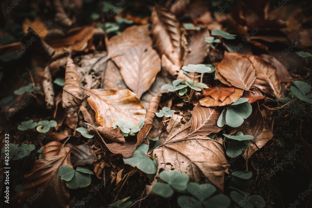 Fototapeta premium Polenztal