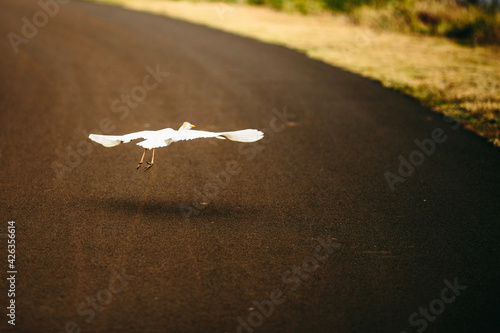 lizard in the sand photo