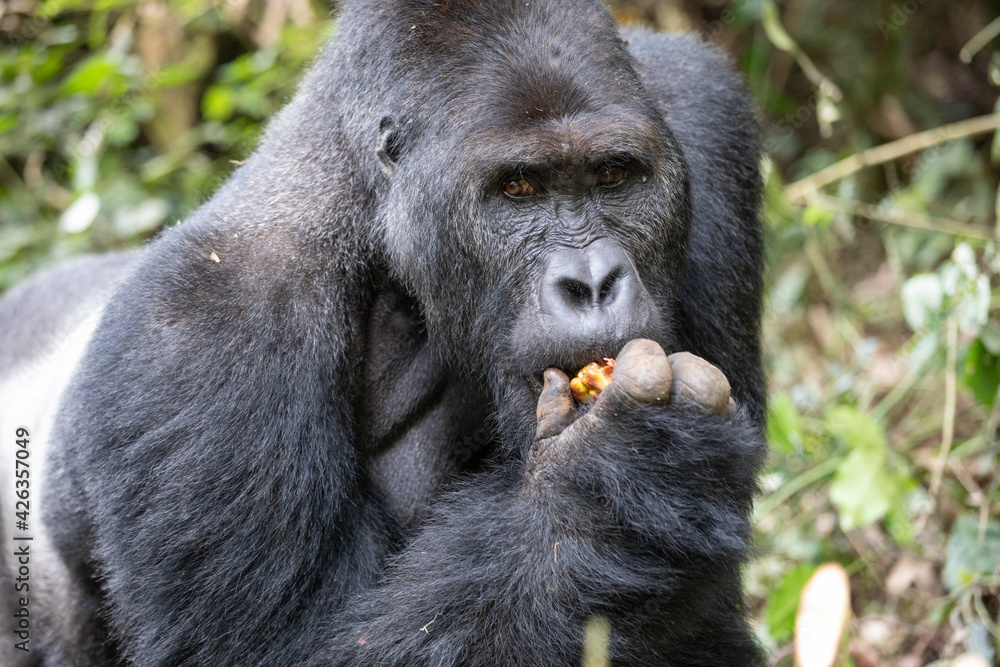 gorila východní nižinná