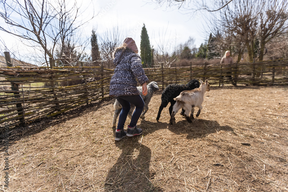 Cute little girl feeding sheep and goats on the farm. Cute little girl feeding sheep and goats on the farm.