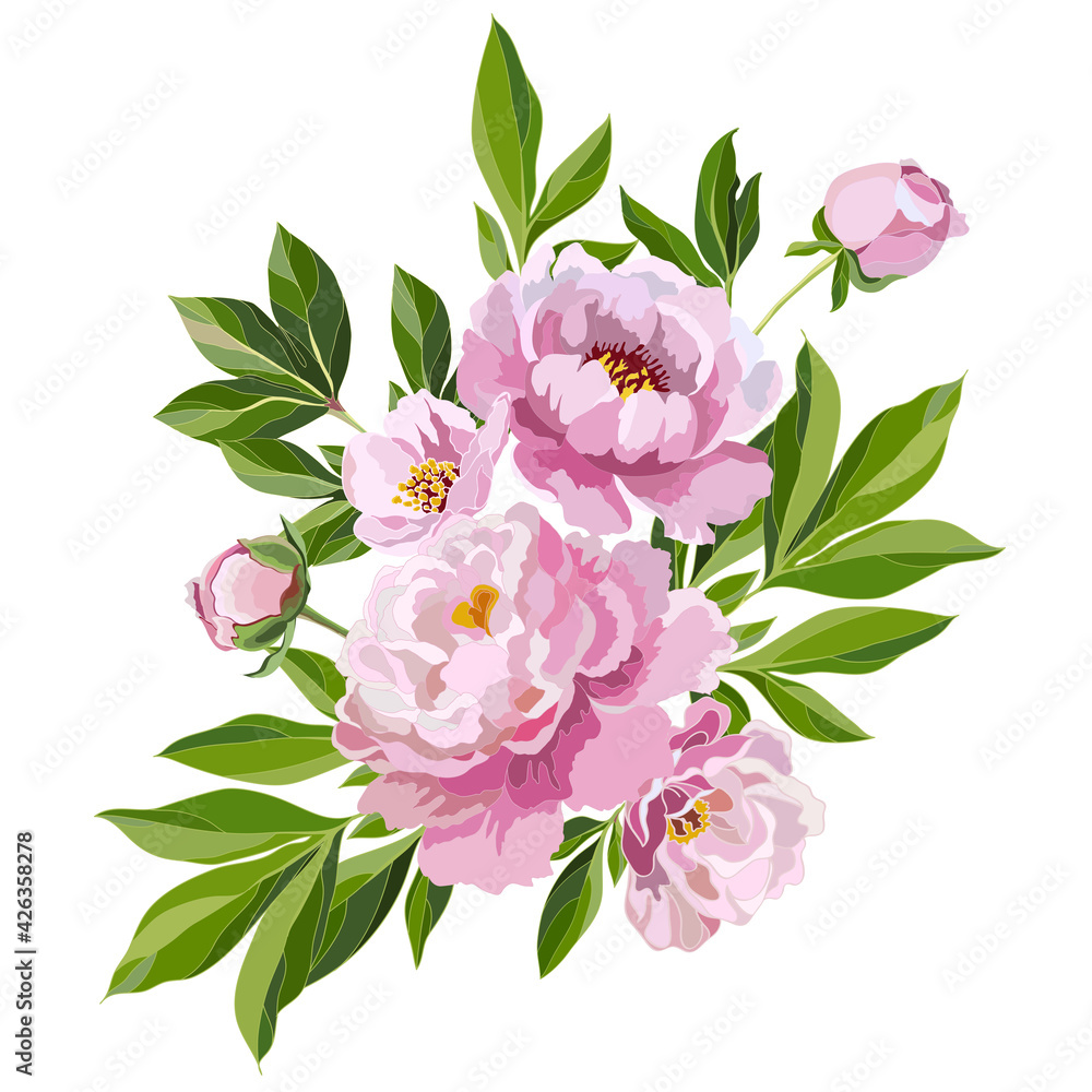  peonies on white background