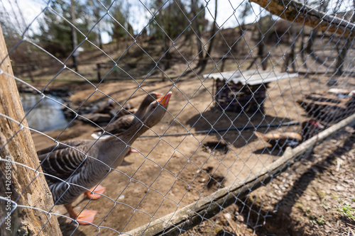 Grey foie gras geese walking to their goose house on a traditional goose farm photo