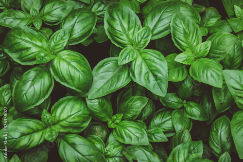 Photo Top view of growing basil on a farm