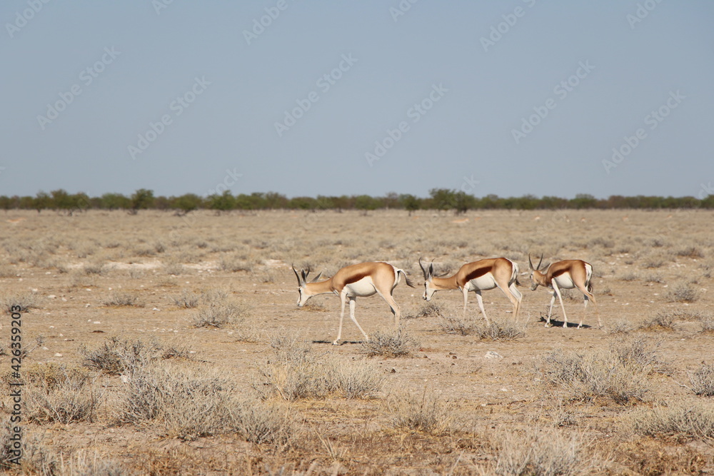 animal in a nationalpark in namibia animal in a nationalpark in namibia