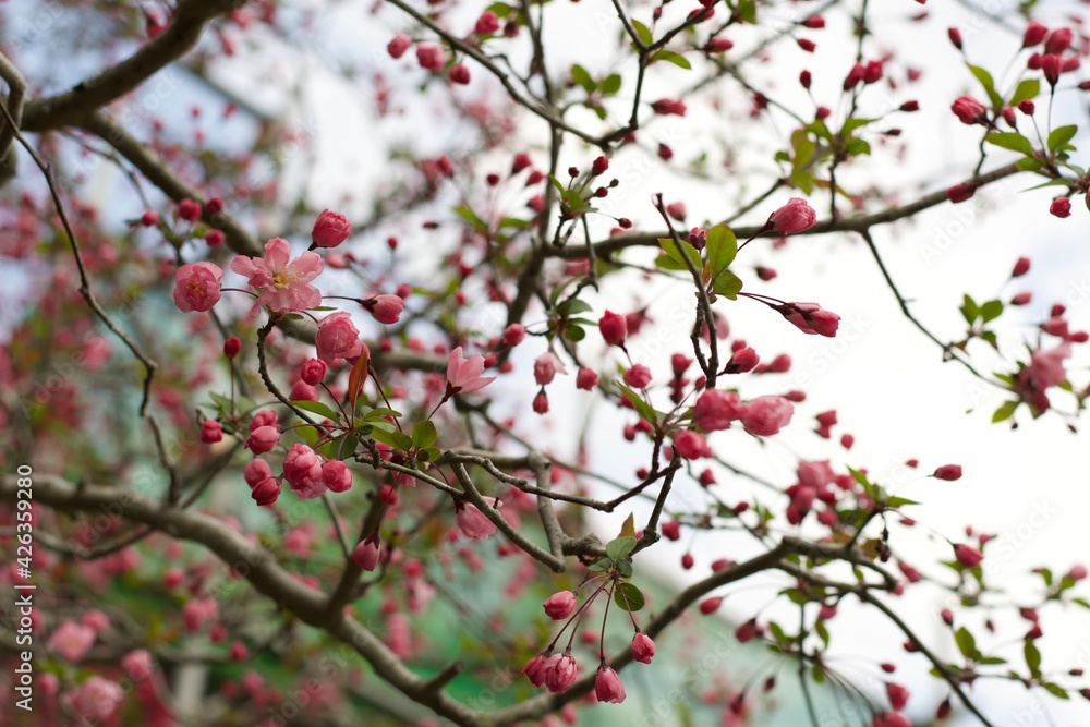 pink cherry blossom