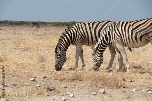 zebra in etosha nationalpark